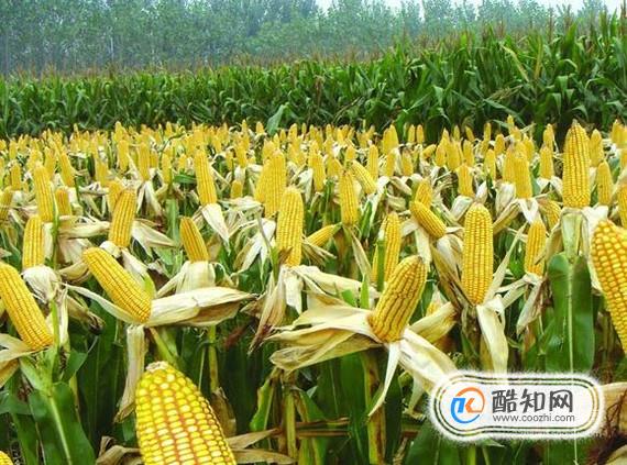 五谷杂粮减肥经验