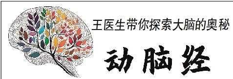 大脑进化:从“扩容”到“精修”的奇妙旅程