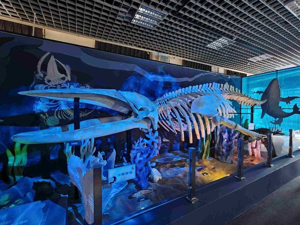 特展启幕,来国家自然博物馆看5500万年陆海传奇