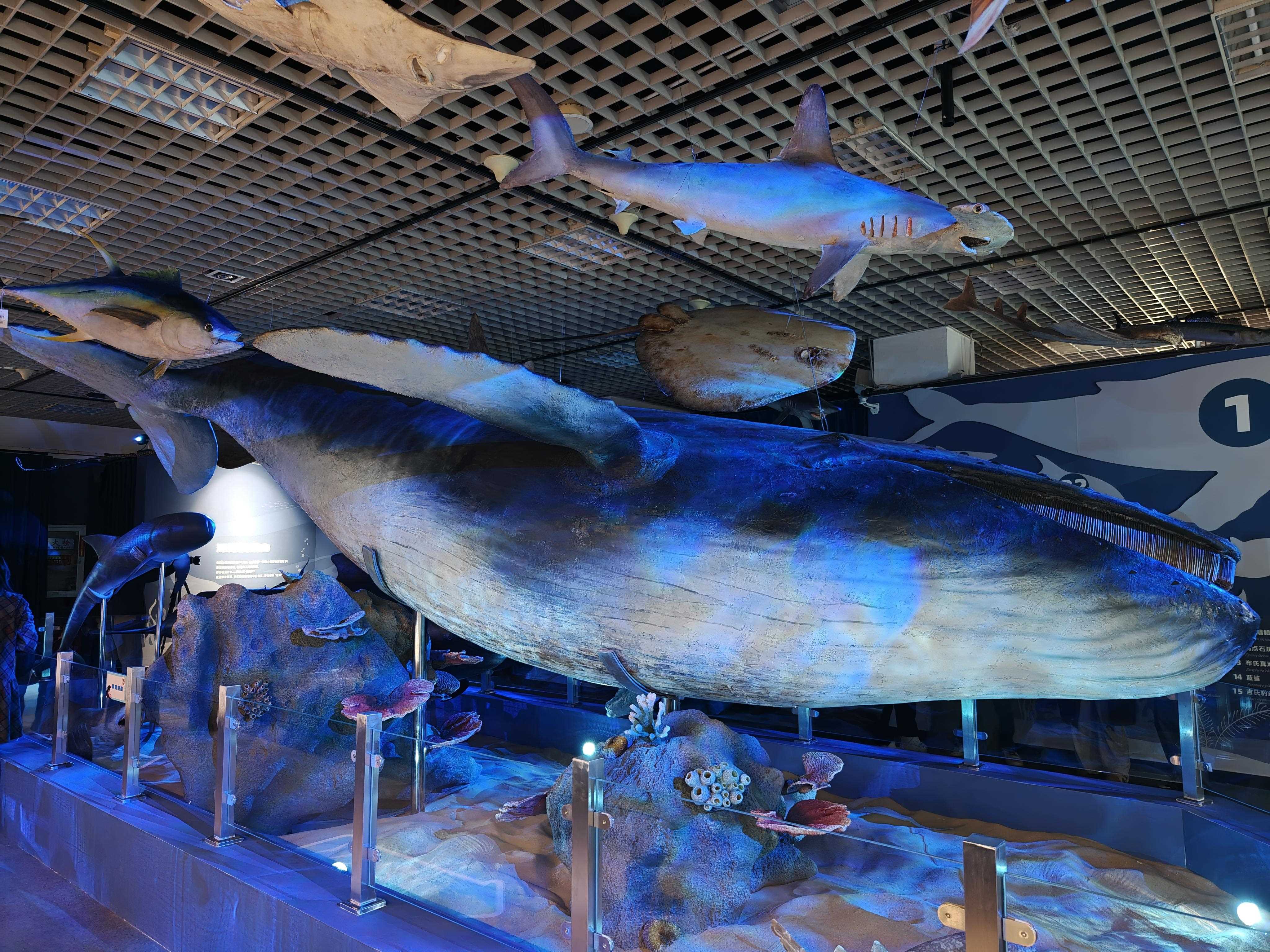 特展启幕,来国家自然博物馆看5500万年陆海传奇