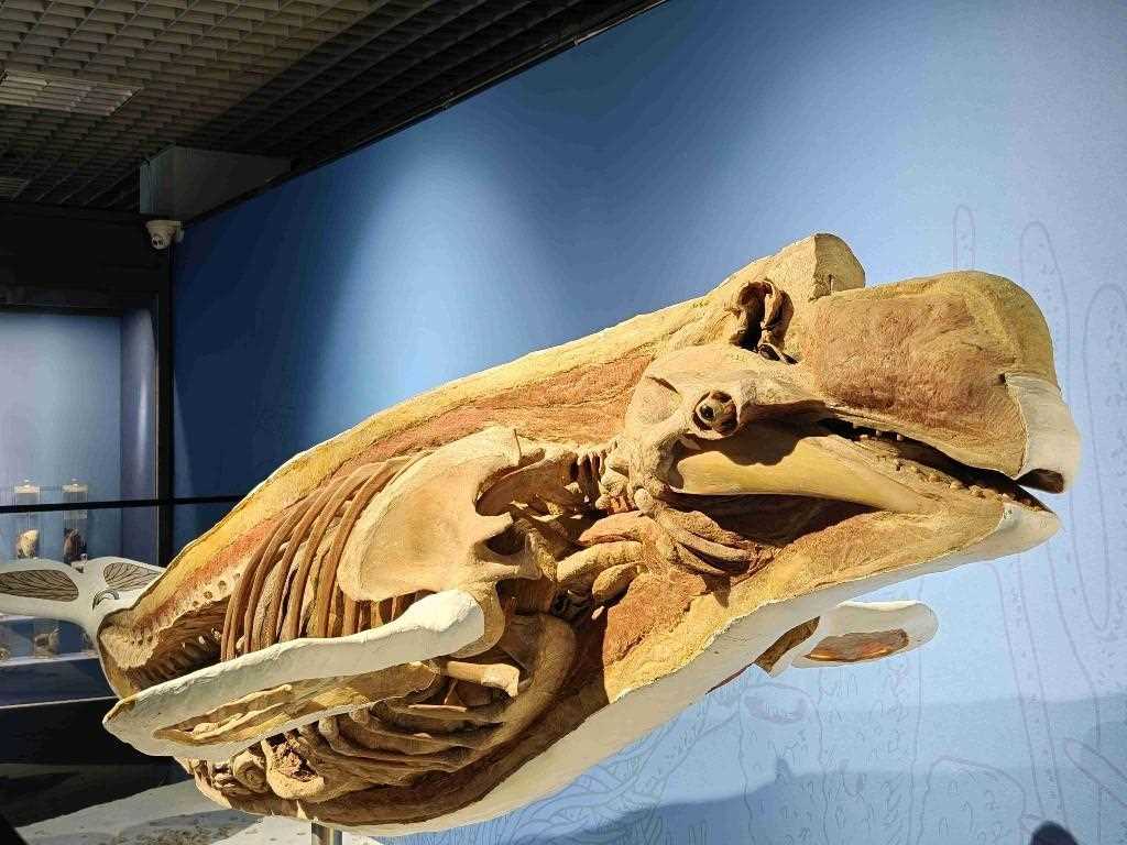 特展启幕,来国家自然博物馆看5500万年陆海传奇